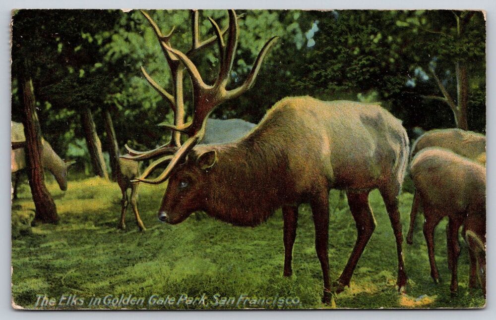 1912 San Francisco CA Postcard The Elks in Golden Gate Park Newman Co. V161